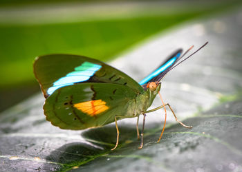 Close-up of butterfly on leaf