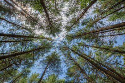 Low angle view of trees in forest