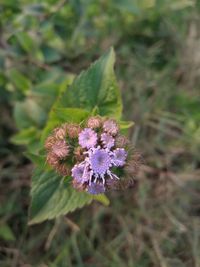 Close-up of purple flowering plant on land