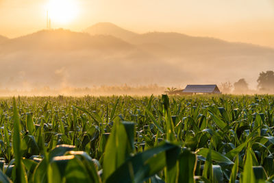 Scenic view of field against sky during sunset