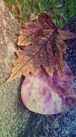 High angle view of maple leaves fallen on leaf