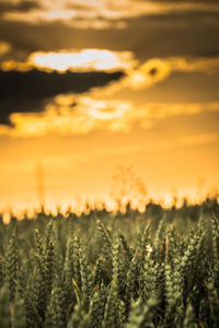 Scenic view of field against sky during sunset