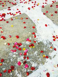 Full frame shot of multi colored flowers
