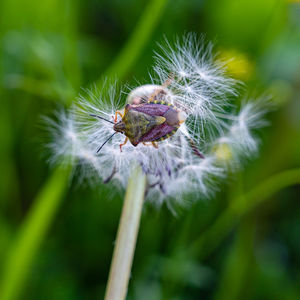 Bug on a flower