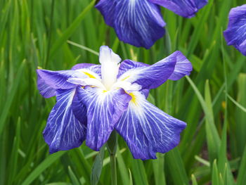 Close-up of purple iris flower