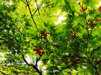 Full frame shot of fruit tree