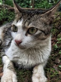 Close-up portrait of a cat