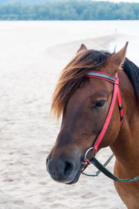 Close-up of a horse