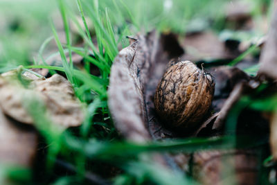 Close-up of snail on grass