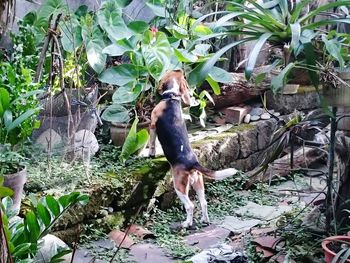 Full length of cat on tree by plants