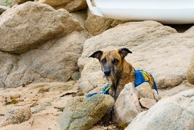 Portrait of dog on rock