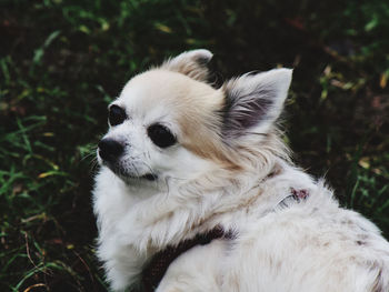 Close-up of a dog looking away