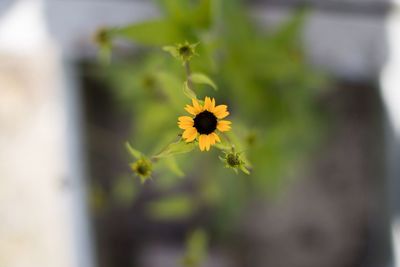 Close-up of yellow flower blooming outdoors