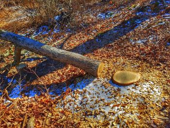 Low angle view of tree