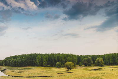 Trees on field against sky