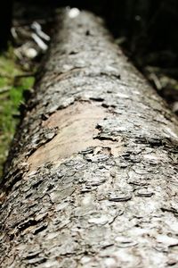 Close-up of tree trunk