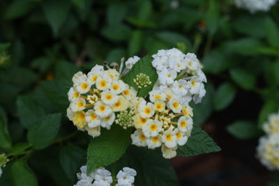 Close-up of white flowering plant