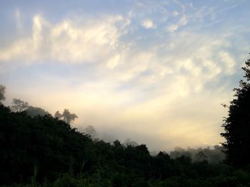 Low angle view of trees against sky during sunset