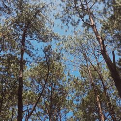 Low angle view of trees against sky