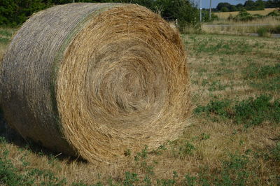 hay