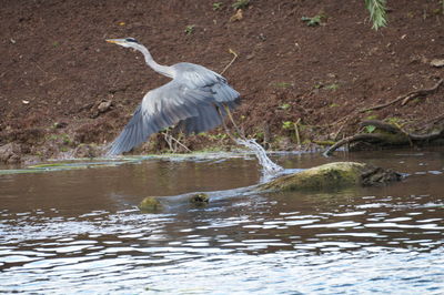 View of bird flying over lake