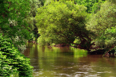 Scenic view of river amidst trees in forest
