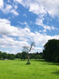 Scenic view of field against sky