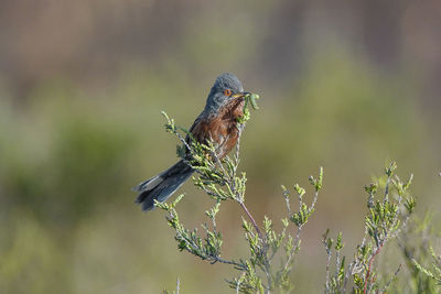 Close-up of bird perching on branch