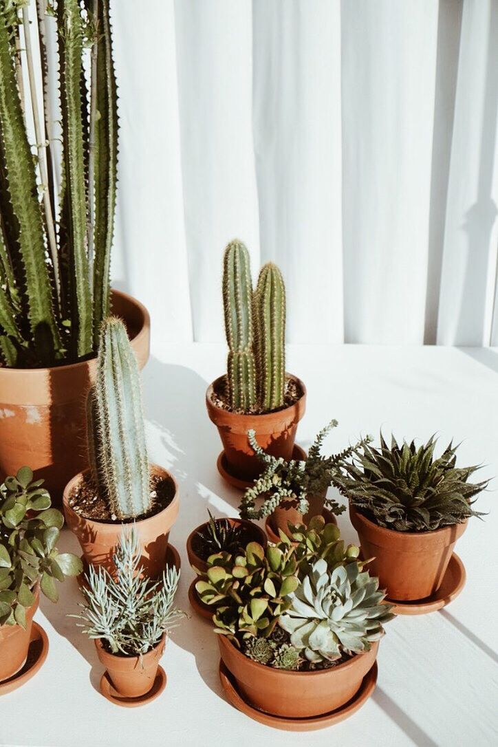 POTTED PLANTS ON TABLE