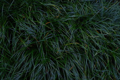 Full frame shot of grass