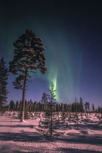 Trees on landscape against sky at night