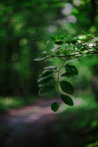 Close-up of green leaves on plant