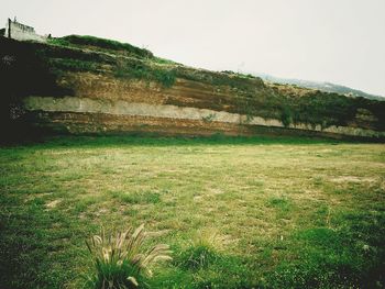 Scenic view of grassy field