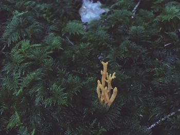 High angle view of mushrooms growing on tree