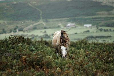 Horse grazing on field