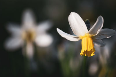 Close-up of white flowering plant