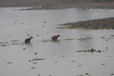 View of birds in water