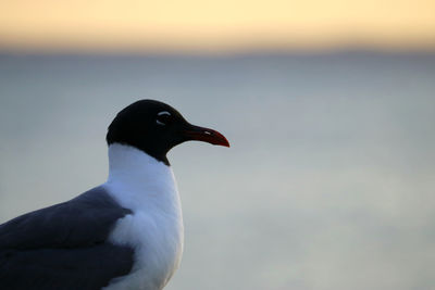 Close-up of bird perching against sky