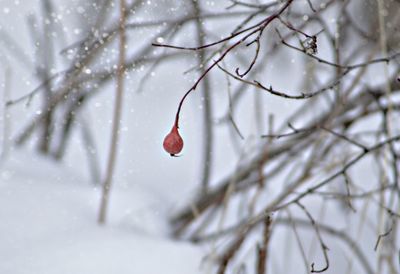 Close-up of berry growing on branch during winter