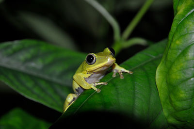 Close-up of green tropical frog on leaf