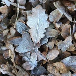 Full frame shot of dried leaves on snow covered land