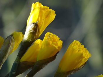 Close-up of yellow flowering plant