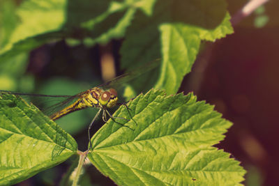 Close-up of insect on leaves