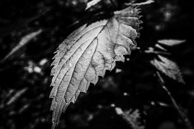 Close-up of dry leaves against blurred background