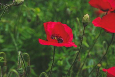 Close-up of red poppy flowers