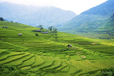 Scenic view of rice paddy