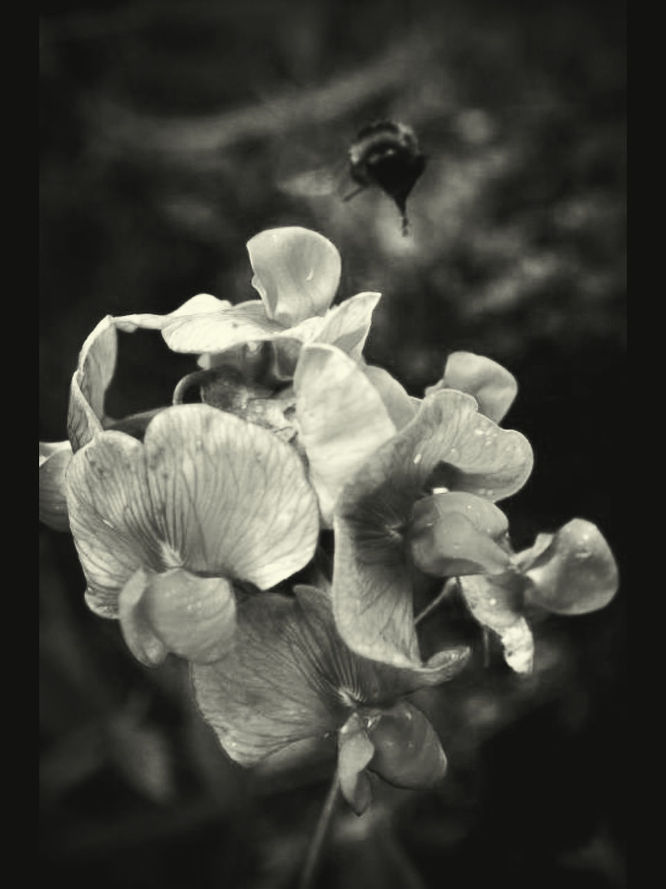 flower, freshness, petal, fragility, growth, flower head, beauty in nature, close-up, nature, focus on foreground, plant, bud, blooming, selective focus, in bloom, stem, blossom, new life, outdoors, auto post production filter