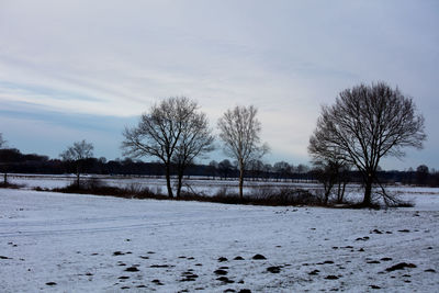 Bare trees on field against sky during winter