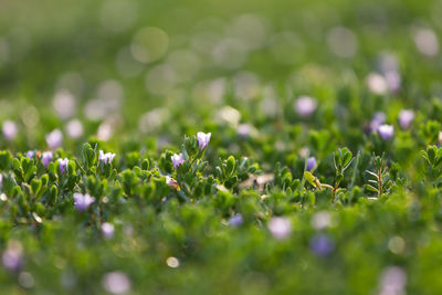 Close-up view of grass