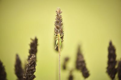 Close-up of wheat plant on field